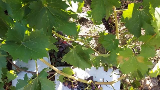 обзор моего виноградника 2020 часть 1 смотреть онлайн