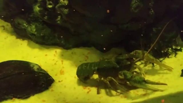Поведение раков в общем аквариуме. Кормёжка рыб. смотреть онлайн