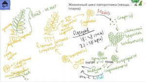 Вся БОТАНИКА за 5 ЧАСОВ! |ЕГЭ БИОЛОГИЯ|Freedom|