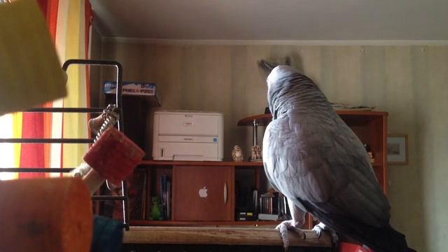 Говорящий попугай Жако Гоша - 4 смотреть онлайн