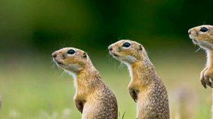 Рыбалка на суслика / истории, рассказы, притчи, интересно, Охота, удочка, палатка, отдых, поход, ра