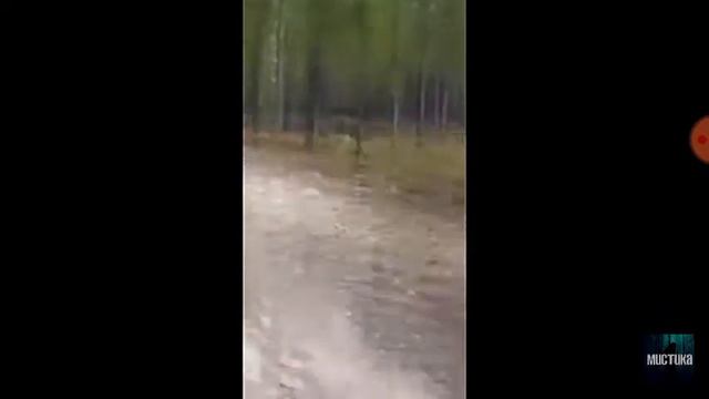 Неизвестный зверь напал на человека с собакой смотреть онлайн