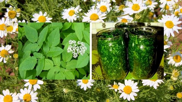 Невероятная польза сныти. Рецепты из сныти смотреть онлайн