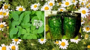 Невероятная польза сныти. Рецепты из сныти