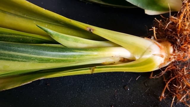 Sansewieria Golden Flame - przesadzanie смотреть онлайн