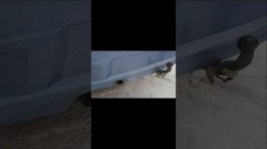 ЗАЛИЛ САЛЯРКУ В БЕНЗИНОВЫЙ ДВИГАТЕЛЬ