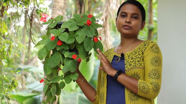Episcia Plant Care Malayalam | Episcia Care And Propagation | Flame Violet | Hanging Plant Care