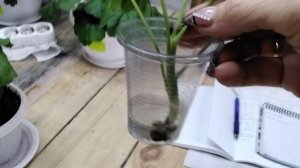 #291.Произошла печалька?,чёрная ножка на черенке пеларгонии!