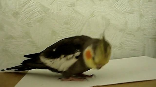 Корелла отравилась