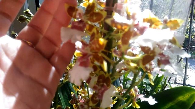 Домашнее цветение???орхидея "Камбрия"Джангл Монарх!? смотреть онлайн
