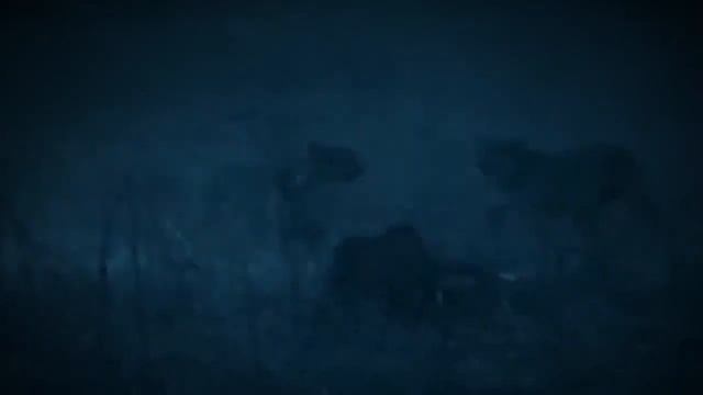Most Amazing Wild Animal Attacks. Leopard vs Big Python. смотреть онлайн