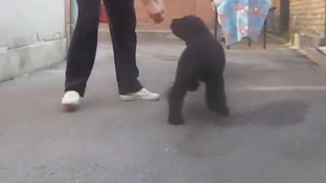 Черная Магия с ЗГ 2м-1 смотреть онлайн