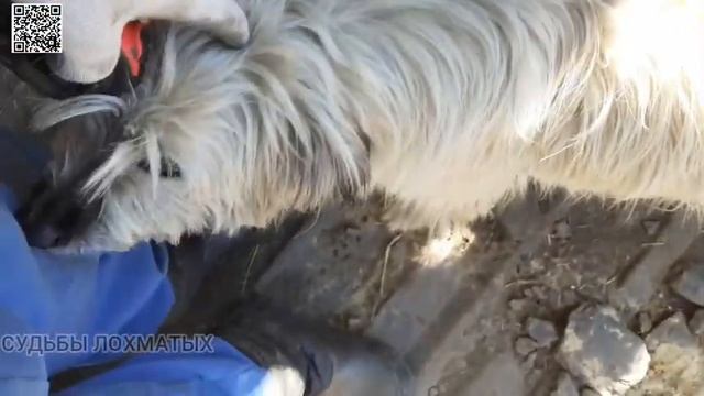 Причем здесь калитка?! Жизнь в приюте бездомных животных. смотреть онлайн