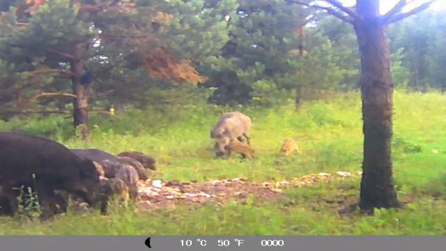 Пятнистый среди полосатиков. смотреть онлайн