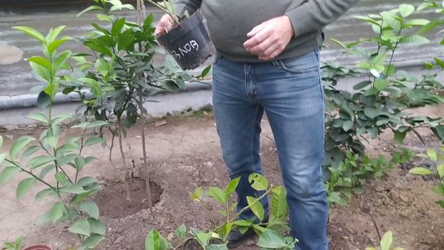 Лимон Київський і Павловський на одному дереві смотреть онлайн