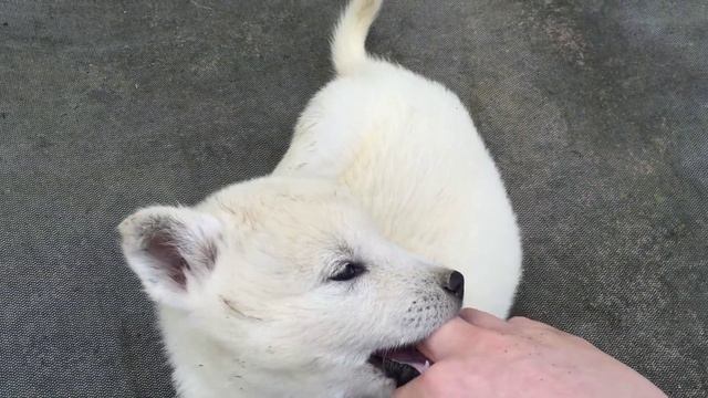 진돗개 강아지 개귀여움 꺄~ Korean Jindo (Chindo) dog puppy смотреть онлайн