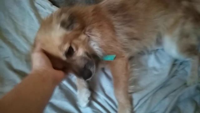 Мишка машет хвостом лежа, ленится встать смотреть онлайн