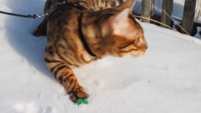бенгальский кот Гришка. питомник BengaMur смотреть онлайн