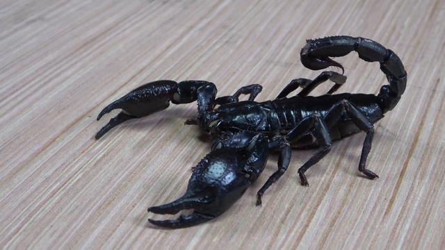 Emperor Scorpion Vs Asian Forest Scorpion How To Tell The Difference