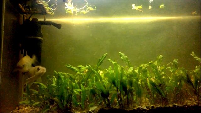 Чеснок. Реакция карася как на корм. #7 смотреть онлайн