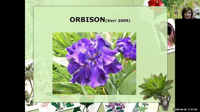 AIS Webinar #3 Bonnie Nichols on "Novelty Irises: Broken Color and Flatties" (V3720pM) смотреть онлайн