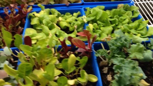 Update Bootstrap Farmer 5x5 Trays: How Did They Work Out? Would I Buy Them Again? Used For What? смотреть онлайн