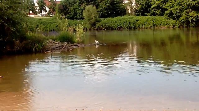 Красивая Германия, гуси и аист смотреть онлайн