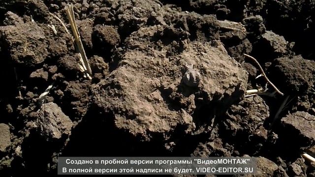Коп удался!!!!! Скифы,Аланы,Рим) смотреть онлайн