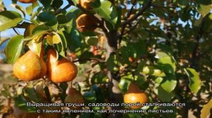 Почему чернеют листики у молодой груши
