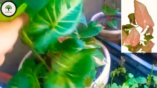 How to care of syngonium plant & how to grow by cutting! смотреть онлайн