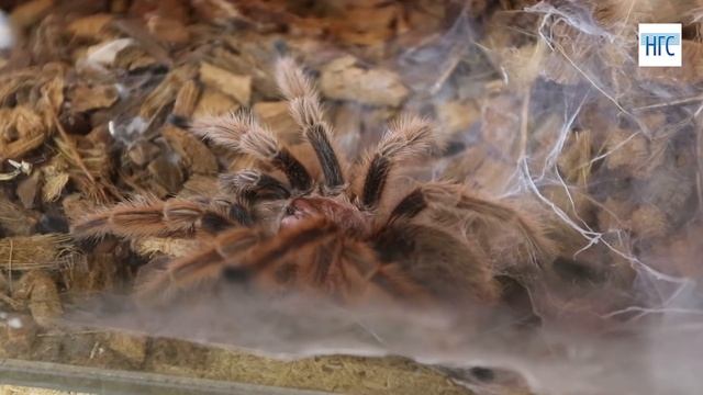 "Трогательный зоопарк" 31.05.2016 смотреть онлайн