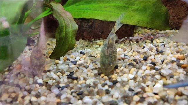 Тропический рай #Aquacontest смотреть онлайн