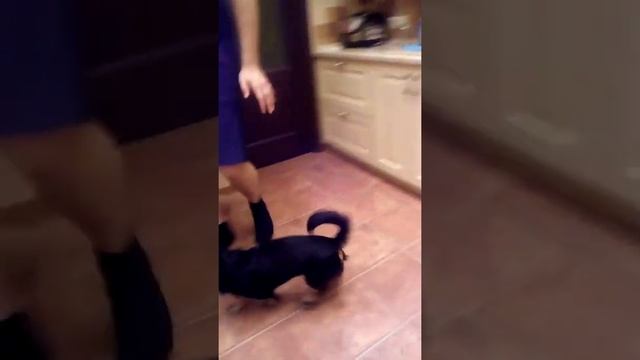 Собака танцует. смотреть онлайн