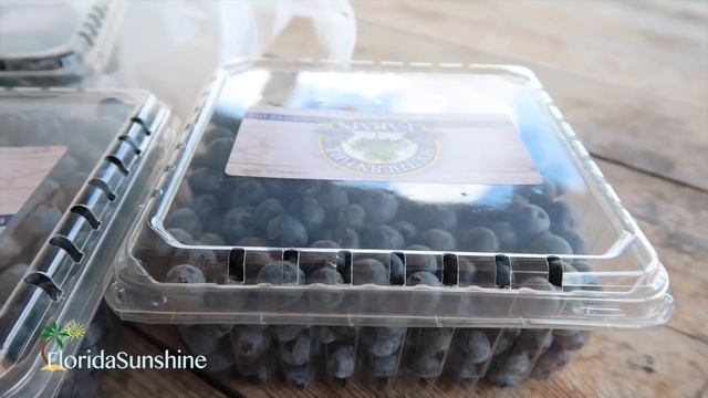 ???? США: U-Pick ферма черники во Флориде - Поездка на чернику - FloridaSunshine