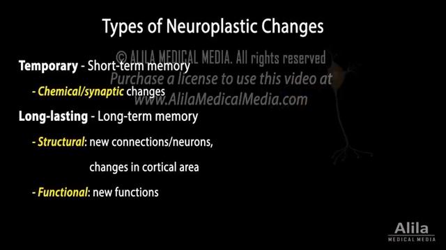 Neuroplasticity, Animation. смотреть онлайн