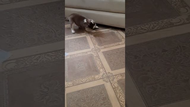 Щенок хаски 2 месяца. смотреть онлайн