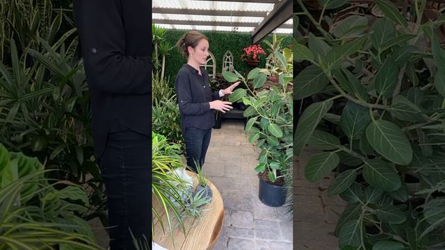 Choosing the Right Indoor Plant (Houseplant) for Bright Light Areas with Haley Fox смотреть онлайн