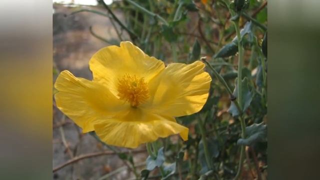 ГЛАУЦИУМ  (GLAUCIUM)  сем. Маковые