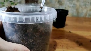 Пересадка саженцев в горшочки