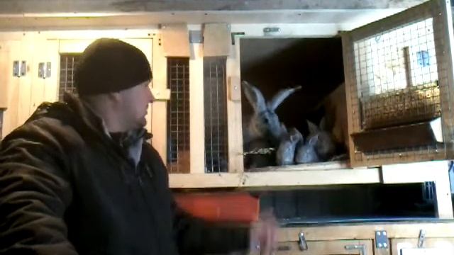 Лакомство для кроликов смотреть онлайн