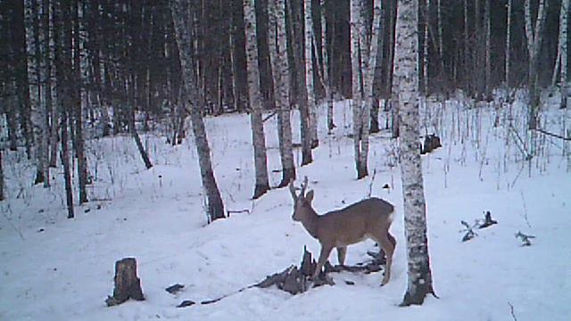 Козлик весной 16го. смотреть онлайн