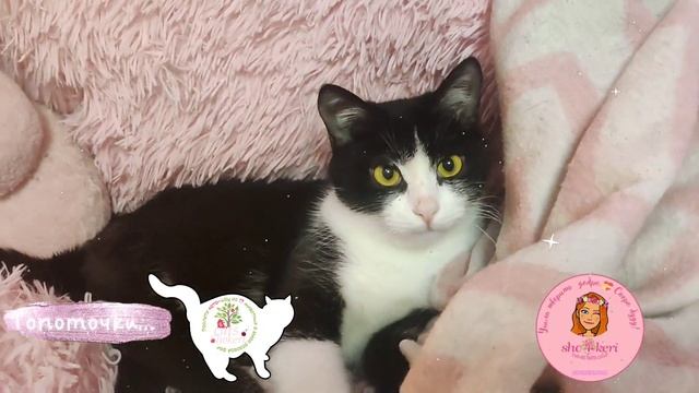 ?Мир 16 котиков: сладкие топоточки спинальника Тедди ??? смотреть онлайн