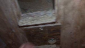 Разведение волнистых попугаев.