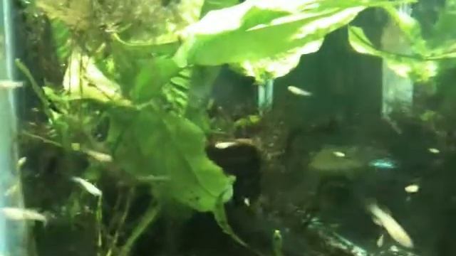 Fundulopanchax gardneri Gold fry смотреть онлайн