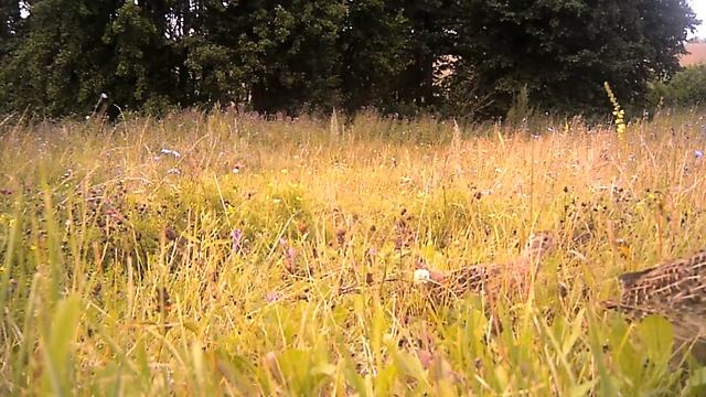 куропатка с птенцами смотреть онлайн