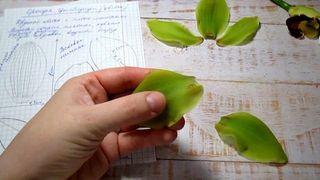 Орхидея Цимбидиум..Разбор цветка.Видеоразбор цветов от Елены Гуреевой. смотреть онлайн