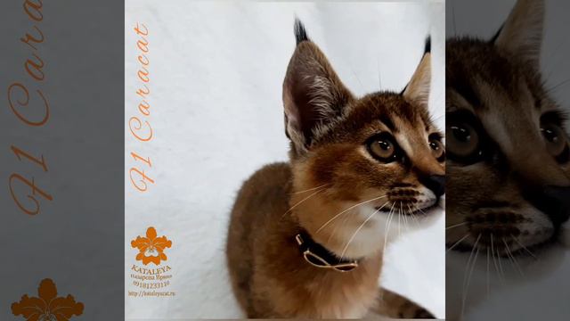 Ф1 Каракет (Caracat F1) разговоры разговариваем👌😏