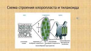 Биосинтез углеводов - фотосинтез