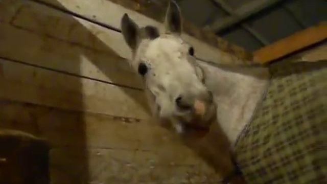 Как ест арабская чистокровная лошадь!) смотреть онлайн