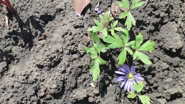 Садовые вдохновители